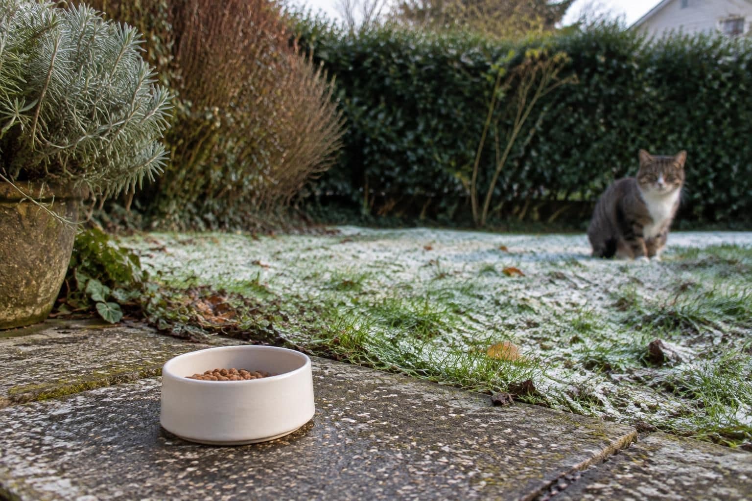 nourrir les chats du quartier dès les premières gelées part d’une bonne intention, mais ce geste peut entraîner des conséquences inattendues.